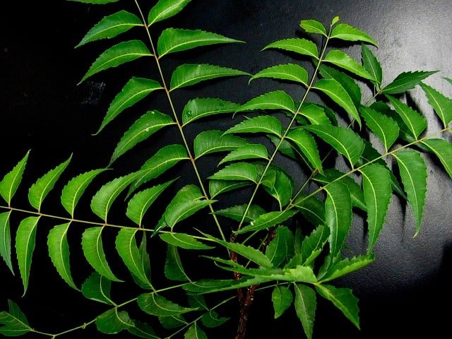 খশকি দূর করতে নিম পাতা